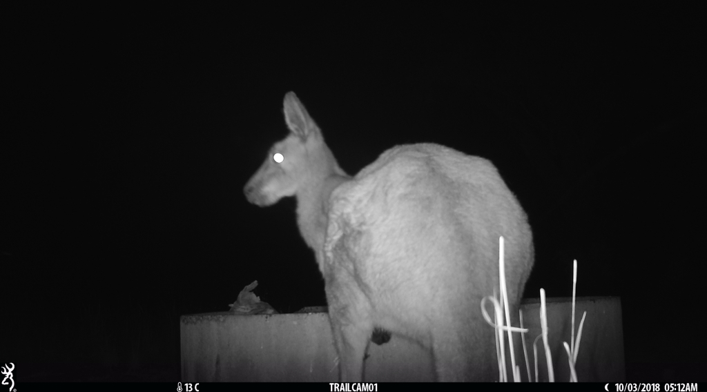 Grey Kangaroo in Pinkerton.JPG